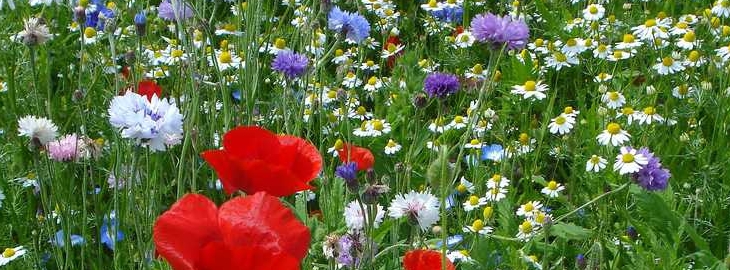Prairie Fleurie
